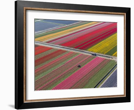 Tractor in Tulip Fields, North Holland, Netherlands-Peter Adams-Framed Photographic Print