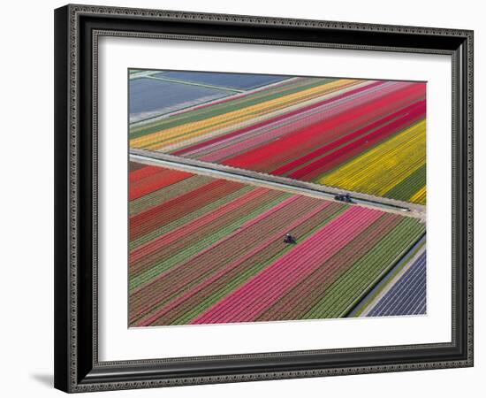 Tractor in Tulip Fields, North Holland, Netherlands-Peter Adams-Framed Photographic Print