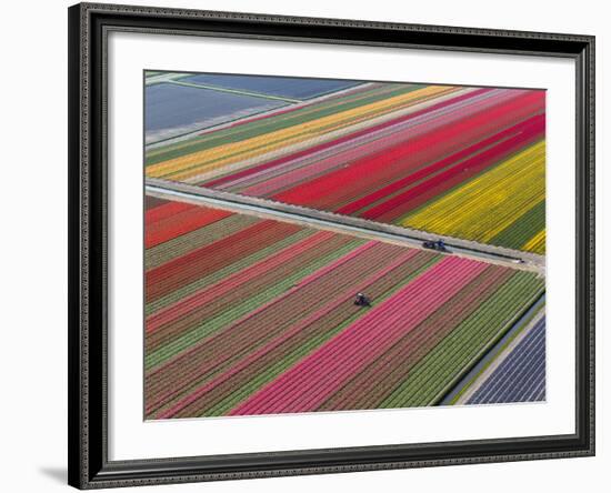 Tractor in Tulip Fields, North Holland, Netherlands-Peter Adams-Framed Photographic Print