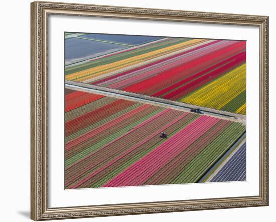 Tractor in Tulip Fields, North Holland, Netherlands-Peter Adams-Framed Photographic Print