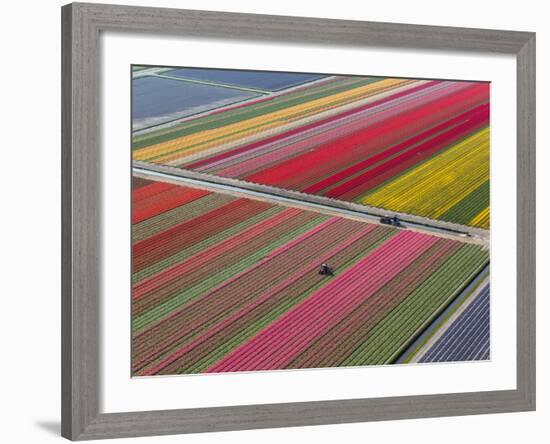 Tractor in Tulip Fields, North Holland, Netherlands-Peter Adams-Framed Photographic Print