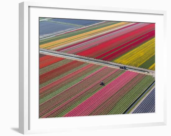 Tractor in Tulip Fields, North Holland, Netherlands-Peter Adams-Framed Photographic Print