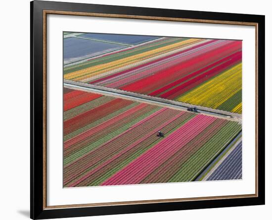 Tractor in Tulip Fields, North Holland, Netherlands-Peter Adams-Framed Photographic Print