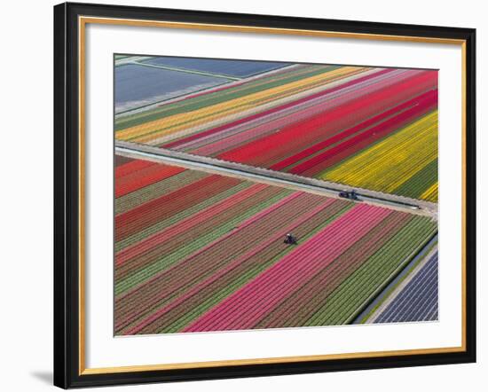 Tractor in Tulip Fields, North Holland, Netherlands-Peter Adams-Framed Photographic Print