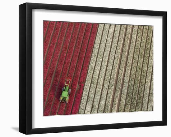 Tractor in Tulip Fields, North Holland, Netherlands-Peter Adams-Framed Photographic Print