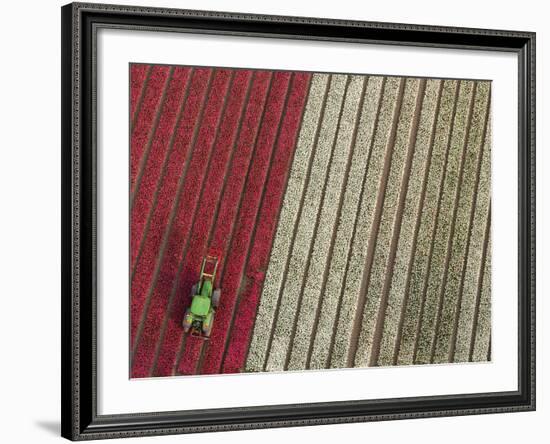 Tractor in Tulip Fields, North Holland, Netherlands-Peter Adams-Framed Photographic Print