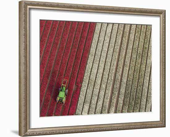 Tractor in Tulip Fields, North Holland, Netherlands-Peter Adams-Framed Photographic Print