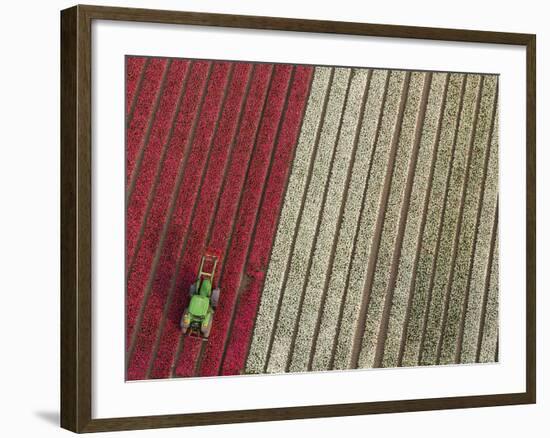 Tractor in Tulip Fields, North Holland, Netherlands-Peter Adams-Framed Photographic Print