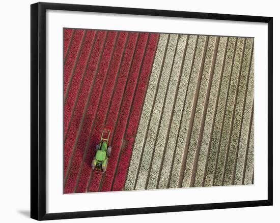 Tractor in Tulip Fields, North Holland, Netherlands-Peter Adams-Framed Photographic Print