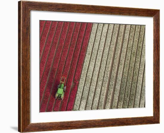 Tractor in Tulip Fields, North Holland, Netherlands-Peter Adams-Framed Photographic Print