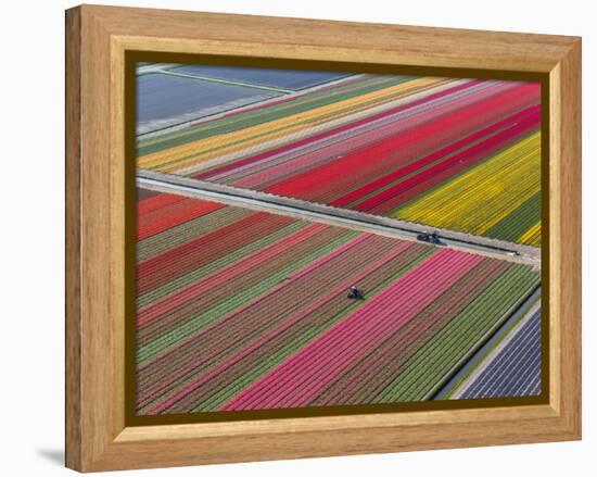 Tractor in Tulip Fields, North Holland, Netherlands-Peter Adams-Framed Premier Image Canvas