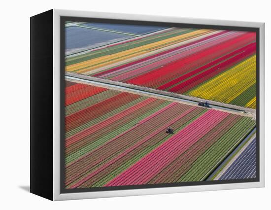 Tractor in Tulip Fields, North Holland, Netherlands-Peter Adams-Framed Premier Image Canvas