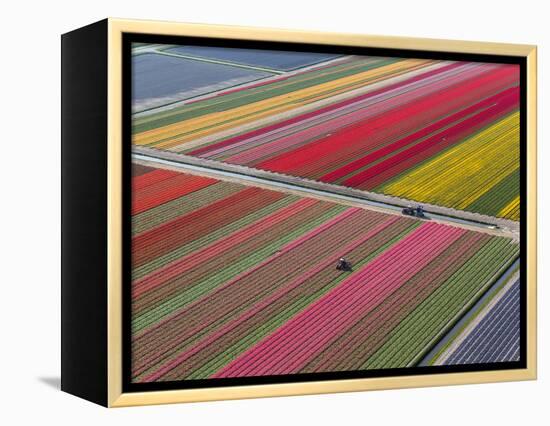 Tractor in Tulip Fields, North Holland, Netherlands-Peter Adams-Framed Premier Image Canvas