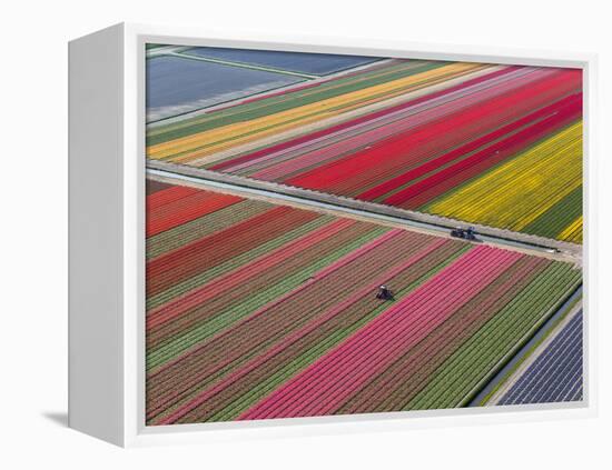 Tractor in Tulip Fields, North Holland, Netherlands-Peter Adams-Framed Premier Image Canvas