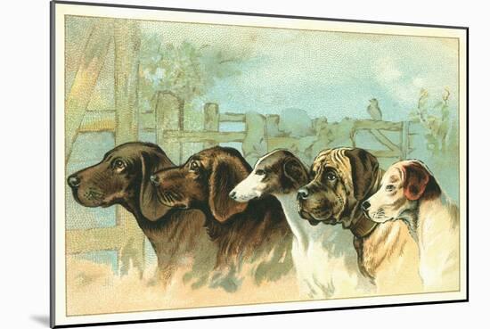 Trade Card with the Profiles of Five Different Dog Breeds-null-Mounted Giclee Print