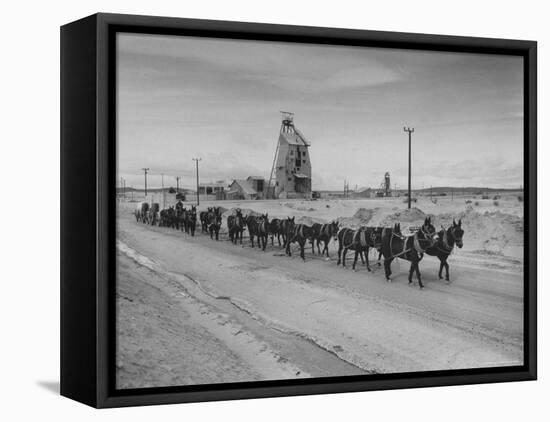 Trademark Twenty Mule Team of the US Borax Co. Pulling Wagon Loaded with Borax-Ralph Crane-Framed Premier Image Canvas