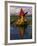 Traditiona Totora Reed Boat & Aymara, Lake Titicaca, Bolivia / Peru, South America-Pete Oxford-Framed Photographic Print