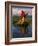 Traditiona Totora Reed Boat & Aymara, Lake Titicaca, Bolivia / Peru, South America-Pete Oxford-Framed Photographic Print