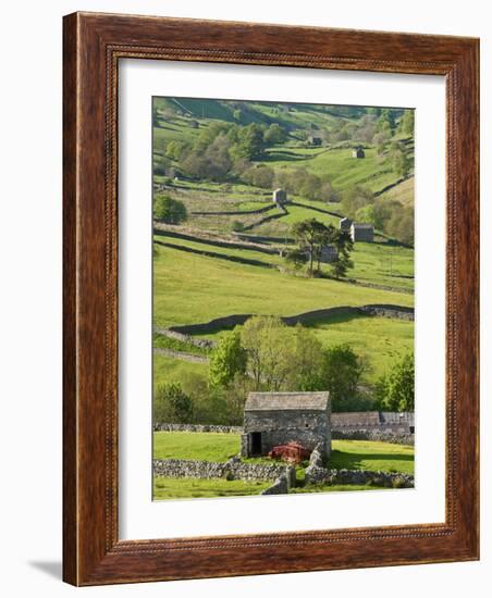 Traditional Barns and Dry Stone Walls in Swaledale, Yorkshire Dales National Park, England-John Woodworth-Framed Photographic Print