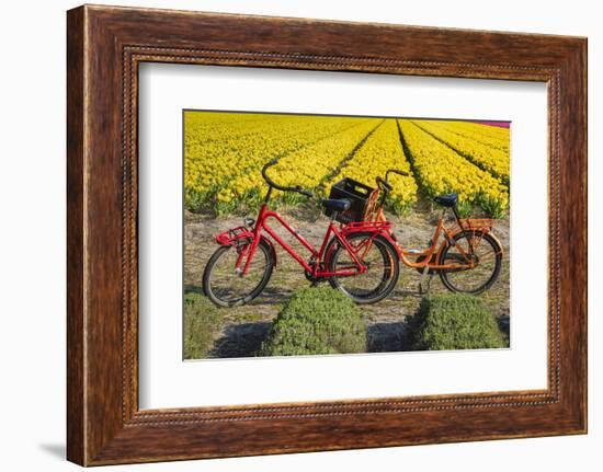 Traditional bicycles, field of tulips, South Holland, Netherlands, Europe-Markus Lange-Framed Photographic Print