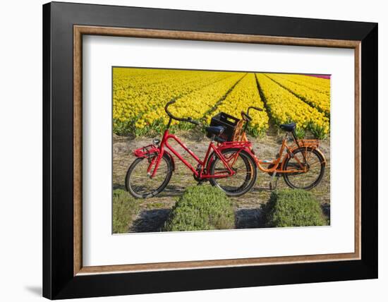 Traditional bicycles, field of tulips, South Holland, Netherlands, Europe-Markus Lange-Framed Photographic Print