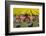 Traditional bicycles, field of tulips, South Holland, Netherlands, Europe-Markus Lange-Framed Photographic Print