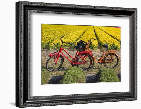 Traditional bicycles, field of tulips, South Holland, Netherlands, Europe-Markus Lange-Framed Photographic Print