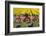 Traditional bicycles, field of tulips, South Holland, Netherlands, Europe-Markus Lange-Framed Photographic Print