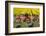 Traditional bicycles, field of tulips, South Holland, Netherlands, Europe-Markus Lange-Framed Photographic Print