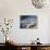 Traditional Boats Moored in the Harbour, Port D'Alcudia, Mallorca, Balearic Islands, Spain, Mediter-Ruth Tomlinson-Photographic Print displayed on a wall