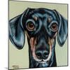 Traditional Dachshund-Carolee Vitaletti-Mounted Art Print