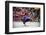 Traditional Dancers at the Paro Festival, Paro, Bhutan, Asia-Jordan Banks-Framed Photographic Print