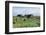 Traditional Farm In The Shetland Isles With Hay Stooks In A Field, Scotland, UK-Jouan Rius-Framed Photographic Print