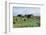 Traditional Farm In The Shetland Isles With Hay Stooks In A Field, Scotland, UK-Jouan Rius-Framed Photographic Print