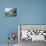 Traditional Farmhouse and Apple Tree in Blossom, Unteraegeri, Switzerland-Rolf Nussbaumer-Photographic Print displayed on a wall