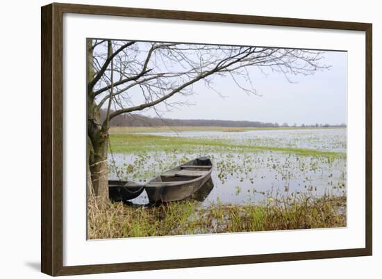 Traditional Fishermen's Punts Chained to Tree with Flowering Marsh Marigolds, Krzewo, Poland-Nick Upton-Framed Photographic Print