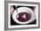 Traditional Fruit Grunt, A Slow Simmered Dessert With Dumplings Cooked In Fruit-Shea Evans-Framed Photographic Print