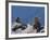 Traditional Inushuk Cairns at the Peak of Whistler Mountain, Whistler, British Columbia, Canada, No-Martin Child-Framed Photographic Print