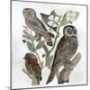 Traditional Owls II-Stellar Design Studio-Mounted Art Print