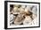 Traditional Panama hats for sale at a street market in Cartagena, Colombia, South America-Alex Treadway-Framed Photographic Print