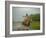 Traditional Pantanal Cowboys, Peao Pantaneiro, in Wetlands, Mato Grosso Do Sur Region, Brazil-Mark Hannaford-Framed Photographic Print