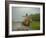 Traditional Pantanal Cowboys, Peao Pantaneiro, in Wetlands, Mato Grosso Do Sur Region, Brazil-Mark Hannaford-Framed Photographic Print