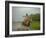 Traditional Pantanal Cowboys, Peao Pantaneiro, in Wetlands, Mato Grosso Do Sur Region, Brazil-Mark Hannaford-Framed Photographic Print