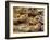 Traditional Portuguese Pasteis de Nata (Custard Tarts), Lisbon, Portugal, Europe-Stuart Black-Framed Photographic Print