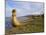 Traditional Reed Boat Uros Island, Flotantes, Lake Titicaca, Peru, South America-Simon Montgomery-Mounted Photographic Print