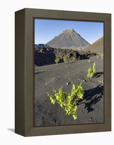 Traditional viniculture in the Cha de Caldeiras,. Stratovolcano mount Pico do Fogo. Fogo Island-Martin Zwick-Framed Premier Image Canvas