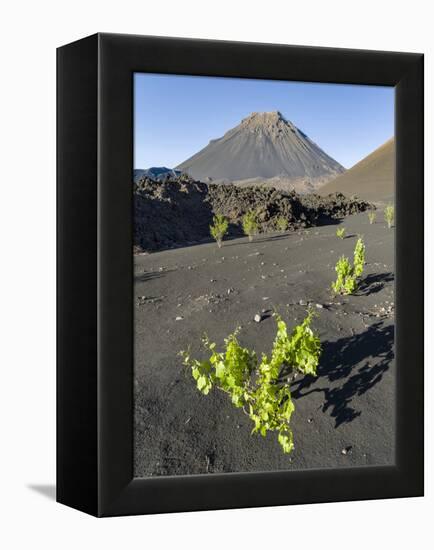 Traditional viniculture in the Cha de Caldeiras,. Stratovolcano mount Pico do Fogo. Fogo Island-Martin Zwick-Framed Premier Image Canvas