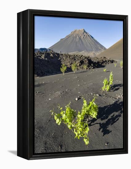 Traditional viniculture in the Cha de Caldeiras,. Stratovolcano mount Pico do Fogo. Fogo Island-Martin Zwick-Framed Premier Image Canvas