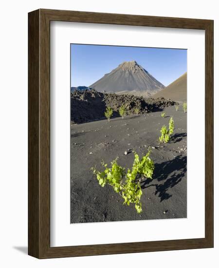 Traditional viniculture in the Cha de Caldeiras,. Stratovolcano mount Pico do Fogo. Fogo Island-Martin Zwick-Framed Photographic Print