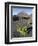 Traditional viniculture in the Cha de Caldeiras,. Stratovolcano mount Pico do Fogo. Fogo Island-Martin Zwick-Framed Photographic Print